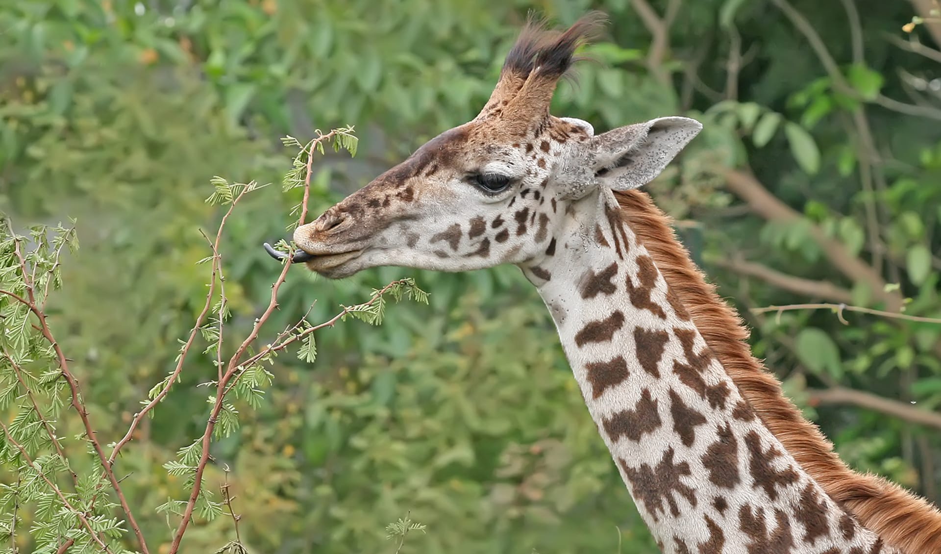 Masai giraffe facts, distribution & population BioDB